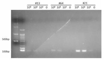 Gel electrophoresis of the PCR products