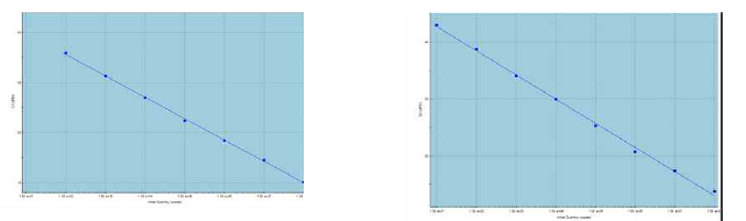 Annealing/Extension 55℃에서 #13, #21 standard curve analysis