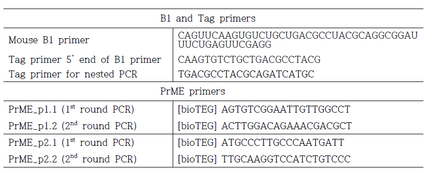 RAIC PCR 분석에 사용된 primer