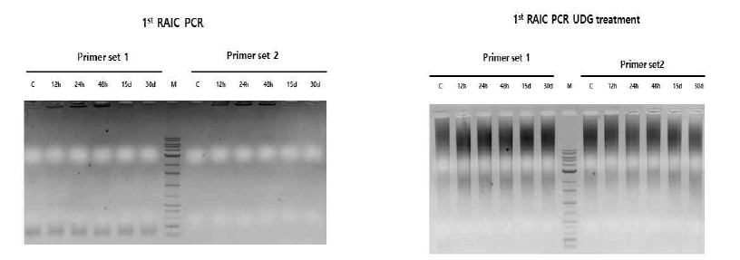 Identification of the integration PrME in the ZIKA vaccine administered mouse quadriceps DNA by RAIC PCR. C: control mouse (non-vaccinated mouse gDNA