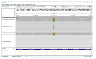 게놈 브라우저 IGV가 분석 소프트웨어에서 연동 및 실행되는 화면