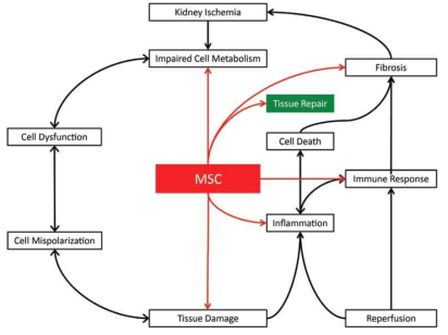 신장의 허혈-재관류 손상에서 중간엽줄기세포의 치료 효과