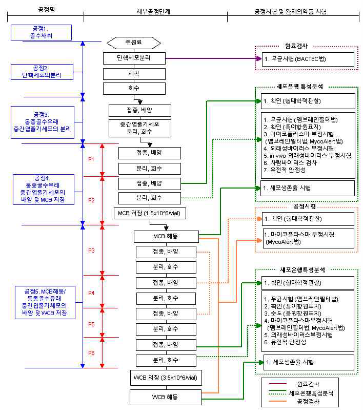 사람 혈소판 용해물 배양 동종 골수유래 중간엽줄기세포 치료제 마스터 세포은행 및 제조용 세포은행 구축