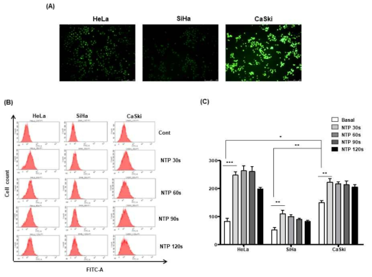 자궁경부암 세포주 별 세포내 기저 산소활성종 정도와 NTP 처리에 따른 변화
