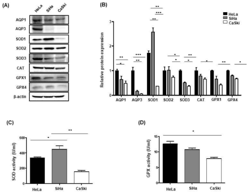 (A) 자궁경부암 세포별 Aquaporin, Superoxide dismutase (SOD), catalase (CAT), glutathione peroxidase (GPx)의 발현 Western blot, (B) 정량 그래프, (C) SOD의 효소 활성도, (D) GPX의 효소 활성도