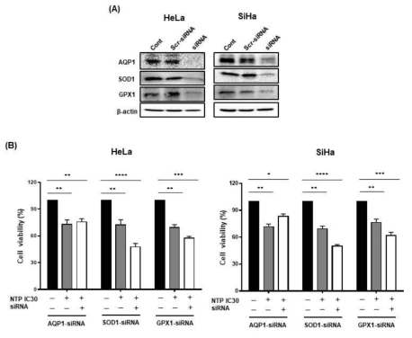 HeLa, SiHa 세포에서 AQP1, SOD1, GPX1의 siRNA knockdown (A) 발현 Western blot (B) NTP 처리에 의한 cell viability