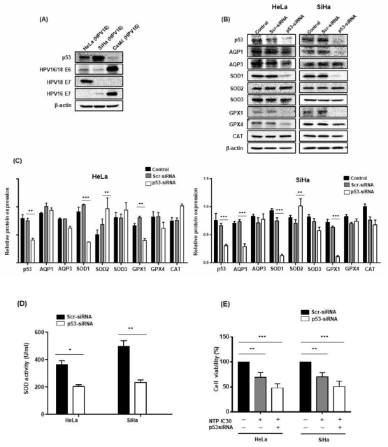 HeLa, SiHa 세포에서 p53과 HPV E6, E7의 발현 Western blot(A), P53 siRNA knockdown에 따른 Aquaporin, SOD, CAT, GPx)의 발현 Western blot (B), 정량 그래프(C), SOD의 효소 활성도(D), NTP 처리에 의한 cell viability(E)