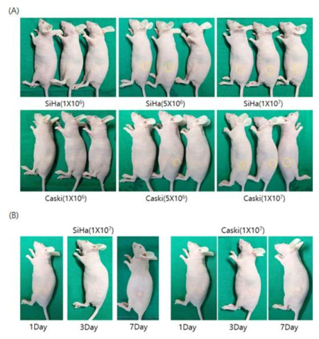 SiHa, Caski 세포수에 따른 정위이종 이식모델 종양형성(A), 시간에 따른 SiHa, Caski 정위이종 이식모델 종양성장그림(B)