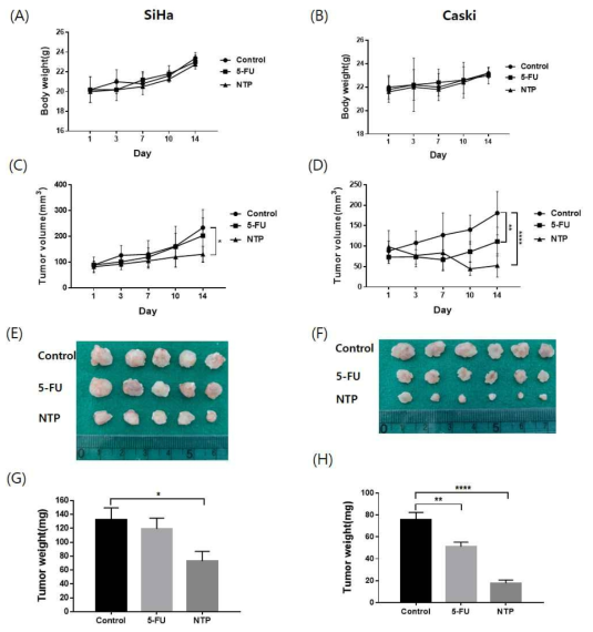 5-Fu, NTP 처리에 의한 몸무게 변화(A,B), 1~14일의 종양부피변화측정(C,D), 각 그룹별 종양크기 비교 사진(E,F), 각 그룹별 종양 무게 비교 그래프(G,H)