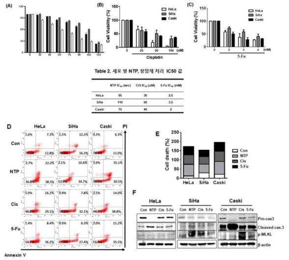 NTP, cisplatin, 5-Fu 처리에 의한 세포 독성(A-C), NTP, cisplatin, 5-Fu 처리에 후 세포 사멸사 유세포 분석(D), 유세포 분석 정량 그래프(E), cleaved Caspase-3와 MLKL phospholation의 Western blot 결과(F)