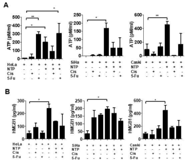 NTP, cisplatin, 5-Fu 처리에 의한 ATP 생성 분석(A)