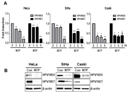 자궁경부암 세포에서 NTP 처리에 따른 HPV E6/E7 mRNA 발현변화(A) 단백질발현 변화(B)