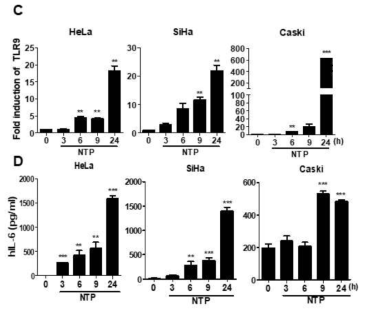 자궁경부암 세포에서 NTP 처리에 따른 TLR9 mRNA 발현변화(C) IL6 생성 변화(D)