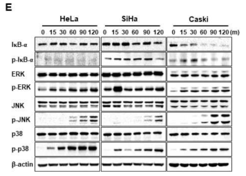 자궁경부암 세포에서 NTP 처리에 따른 TNF-kb와 MAPK의 protein 발현 변화 (E)