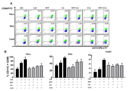 자궁경부암 세포 supernatant 처리에 의한 수지상 세포 maturation 확인을 위한 유세포 분석(A), 정량그래프(B)