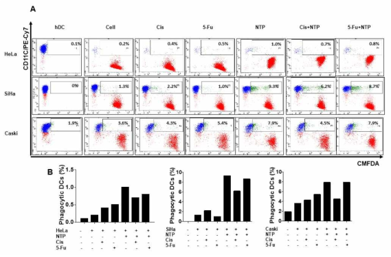 CMFDA tagging 된 자궁경부암 세포 supernatant phagocytic 수지상 세포 확인을 위한 유세포 분석(A), 정량그래프(B)