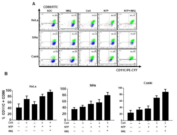 자궁경부암 세포 supernatant와 imiquimod 처리에 의한 수지상 세포 maturation 확인을 위한 유세포 분석(A), 정량그래프(B)