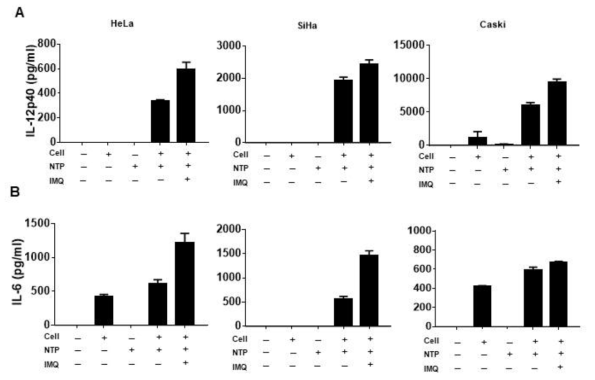NTP와 imiquimod 처리에 의해 maturation이 유도된 수지상세포에서 싸이토카인 IL-12p40 (A) 와 IL-6(B) 분비 분석