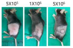 TC-1 세포수에 따른 이용한 정위동종이식 모델의 종양