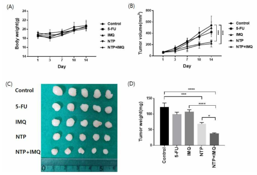 5-Fu, imiquimod, NTP, NTP+imiquimod 처리에 의한 몸무게 변화(A), 1~14일의 종양부피변화측정(B), 각 그룹별 종양크기 비교 사진(C), 각 그룹별 종양 무게 비교 그래프(D)