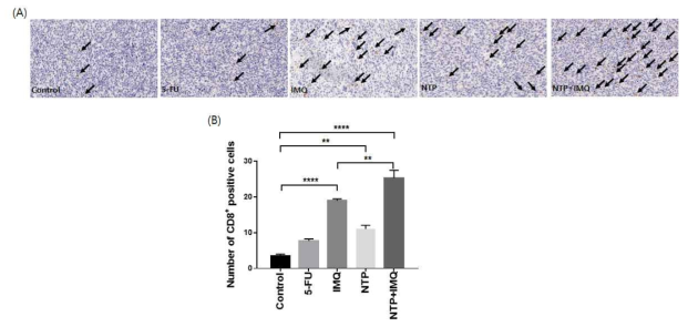 잔류 종양내 CD8 T cell IHC (Immunohistochemistry) 염색사진(A),각 그룹별 CD8+ positive cell 정량 그래프(B)