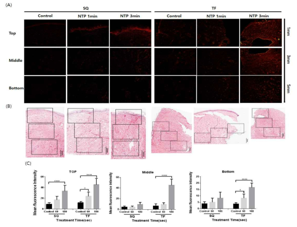 NTP 처리에 의한 자궁경부 squamous zone (SQ)과 transformation zone (TF)의 구역별 DHE 염색(A), 자궁경부 squamous zone (SQ)과 transformation zone (TF)의 H&E 사진(B), 구역별 형광 정량 그래프(C)