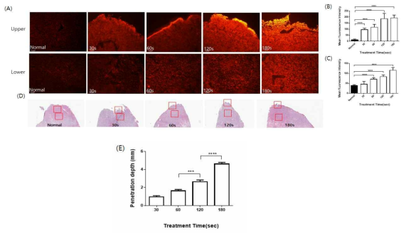 NTP에 의한 ROS 조직 투과 검증 DHE staining(A), DHE 형광값 정량(B,C), NTP 처리시간에 따른 ROS 조직투과 depth(E)