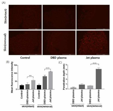 Feeder gas 조건 및 조직 조건에 따른 활성종 투과도 DHE 염색사진(A), DHE 염색 fluorescence intensity 정량 그래프(B), 스킨 penetration depth 그래프(C)