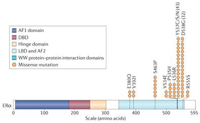 항호르몬요법 내성 ER 양성 유방암 환자에서의 ESR1 돌연변이 양상 (Nature Reviews Cancer, 2015)