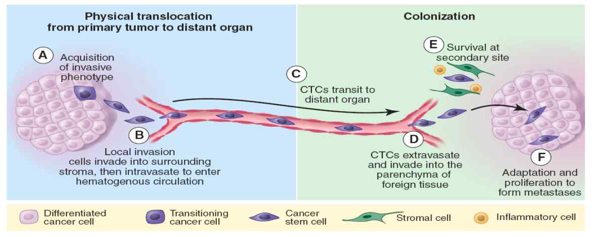 전이과정과 순환종양세포 (Science, 2011)