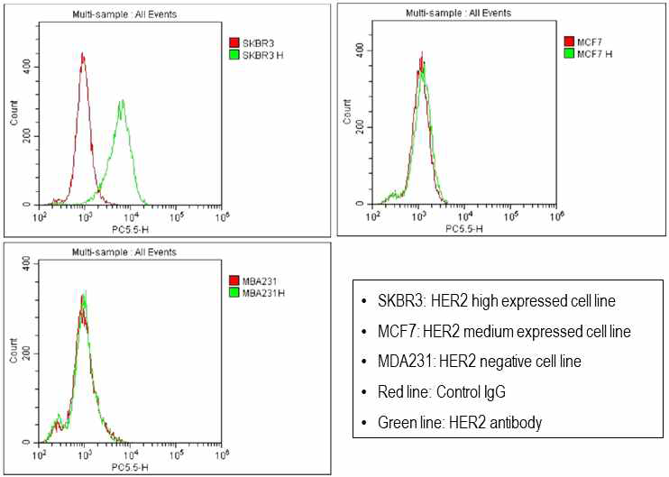 분석된 세포주의 HER2 단백질 발현