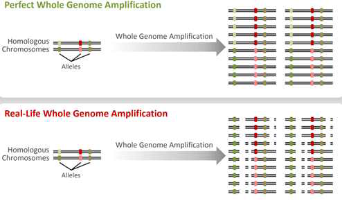 Whole Genome Amplification (WGA): Real-Life Amplification is Not Perfect (Lucigen)