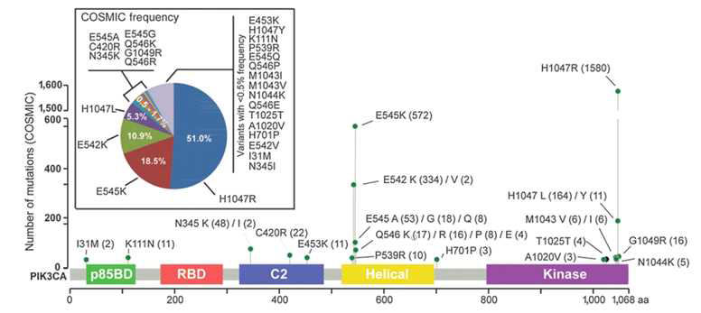 PIK3CA 돌연변이 아형 종류 및 빈도 (Cancer Res. 2015 Dec 15;75(24):5341-54. doi: 10.1158/0008-5472)