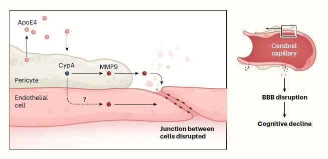 알츠하이머병에서 BBB 손상 기전