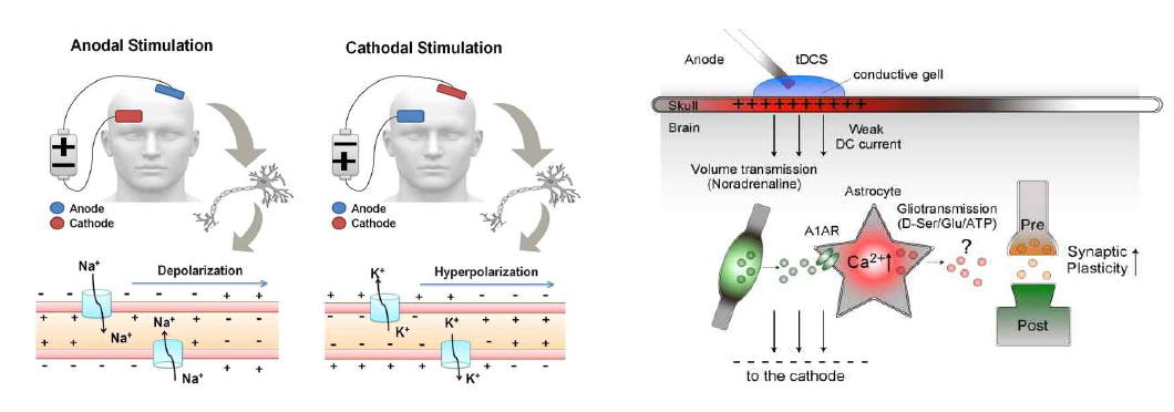 경두개직류자극술 적용 시 자극에 대한 신경세포 휴지전위의 변화 및 시냅스가소성 활동 변화