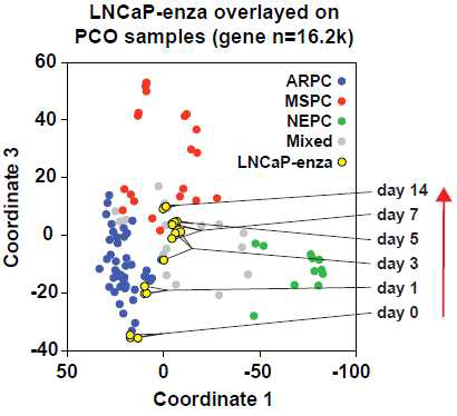 PCoA plot of LNCaP enzalutamide time series RNA-seq data merged with PCO-94 dataset. Three replicates per time point. Note that the general distribution of PCO-94 samples remains (compared to Figure 1A) while previous coordinate 2 is now coordinate 3 (shown as Y-axis here). The new coordinate 2 represents cell cycle and mTOR activity, which showed highest correlation with coordinate 2 values (shown in Figure S3B)