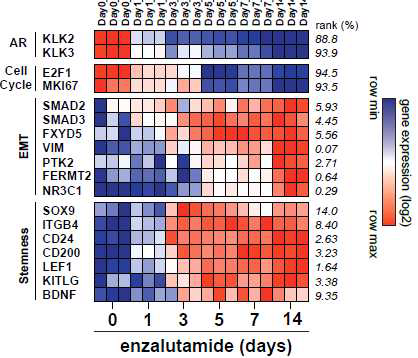 Gene expression heatmap. Categorized into AR (target genes), Cell Cycle, EMT, and Stemness. Rank (%, right, italic) by Pearson correlation coefficient with drug incubation time point values (0-14, days)