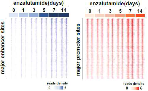 Heatmap of ATAC peaks in the -1 to +1 kb around “Major” enhancer sites (left) and “Major” promoter sites (right)