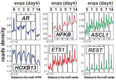 ARPC, MSPC and NEPC TFs binding motif accessibility shift in LNCaP cells treated with enzalutamide