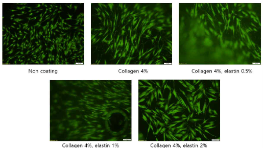 Collagen과 elastin 바이오잉크 세포 생존율 (1일차)