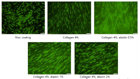 Collagen과 elastin 바이오잉크 세포 생존율 (3일차)