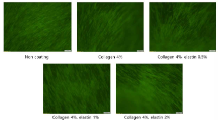 Collagen과 elastin 바이오잉크 세포 생존율 (7일차)