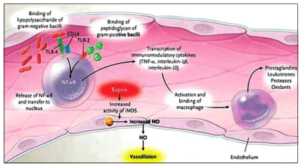 패혈증에서 NF-kB의 역할 (참고문헌: Menoufla Medical Journal, 2015, Volume28, Issue1. Page 259-265)