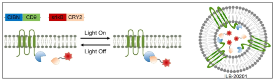 빛 조절 따른 단백질 결합 모듈 (좌), srIkB가 탑재된 엑소솜 (ILB-20201) (우)