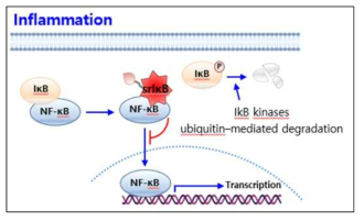 srIkB의NF-kB 억제 역할