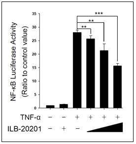 ILB-20201에 의한NF-kB 활성 억제