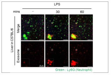 패혈증 동물모델의 호중구(Neurophil) 특이적으로 반응하는 ILB-20201