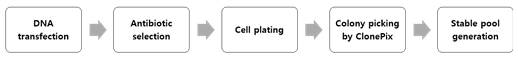 안정화 세포주 제작 process