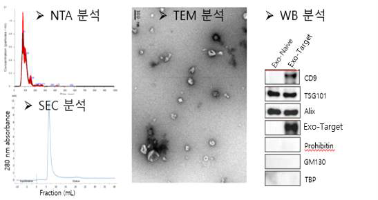 ILB-202의 엑소솜 특성 확인