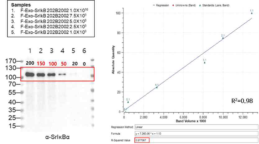 엑소솜에 탑재된 치료용 단백질 정성평가